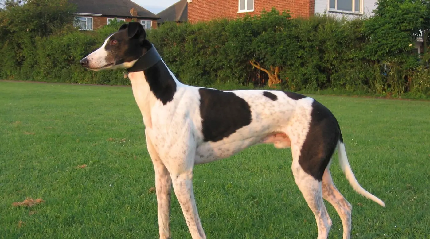 Totally Paws! Call 07518 355 333